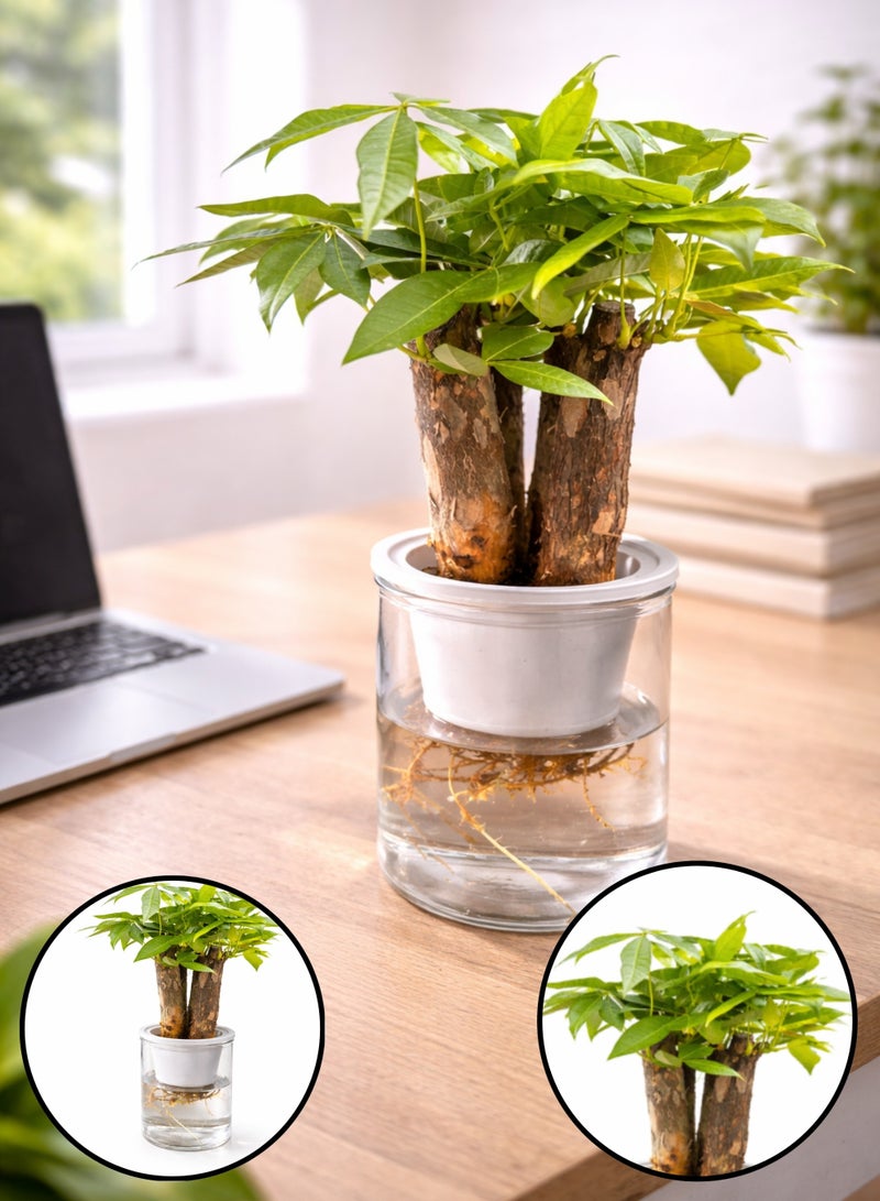 بلانت نبتة شجرة المال الداخلية مع وعاء ذاتي الري | نبات الباتشيرا أكواتيكا الطبيعي | نبتة الحظ للمنزل والمكتب | نبات منزلي أخضر مزخرف - Image 1